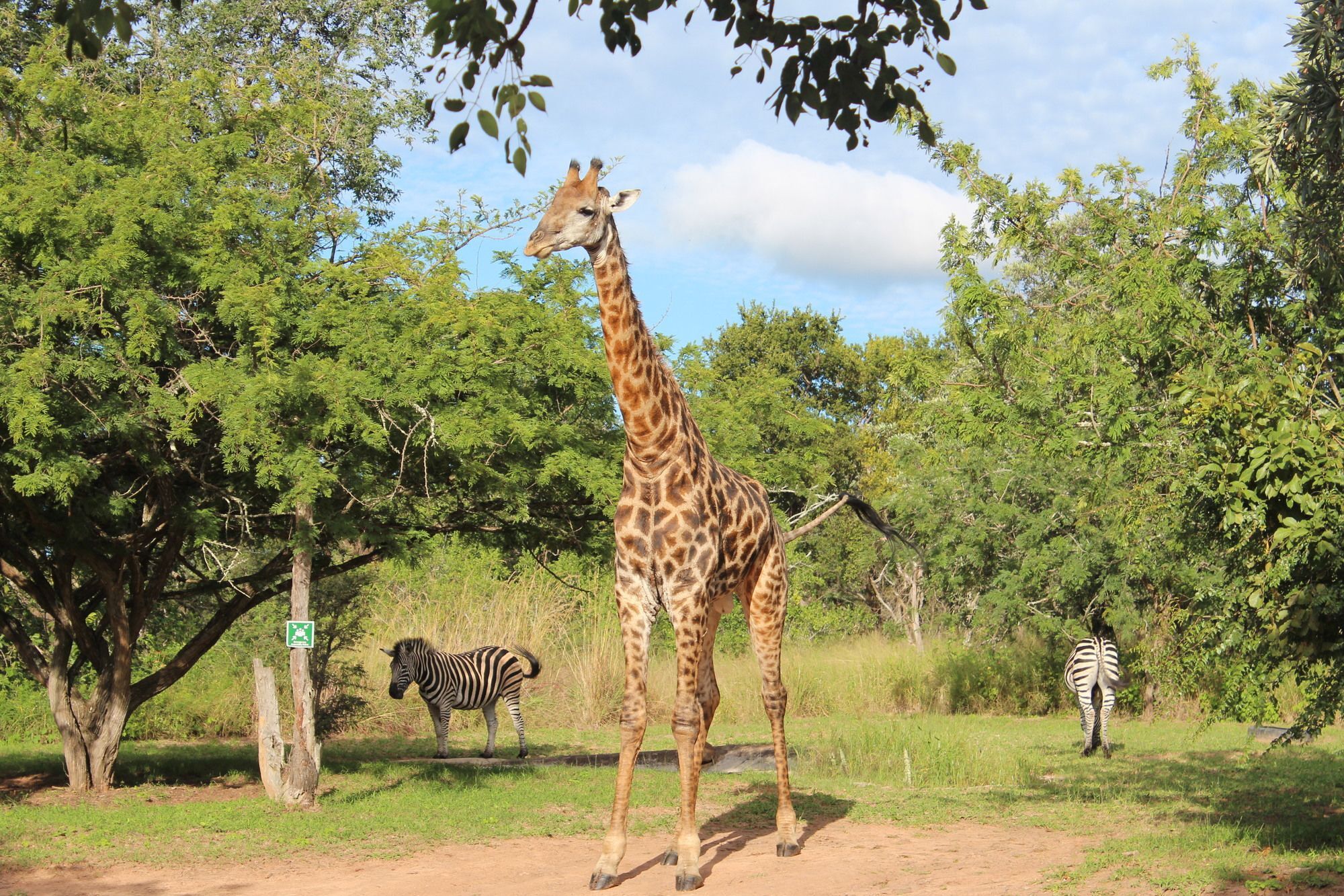 Thornhill Safari Lodge Hoedspruit Eksteriør billede